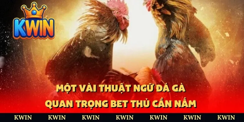 Một vài thuật ngữ đá gà quan trọng bet thủ cần nắm